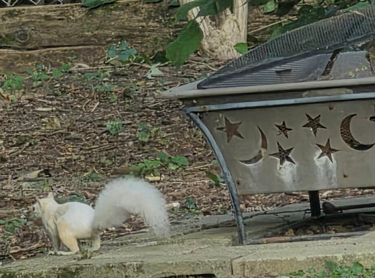A white squirrel foraging in a backyard beside a fire pit in the Miami Valley