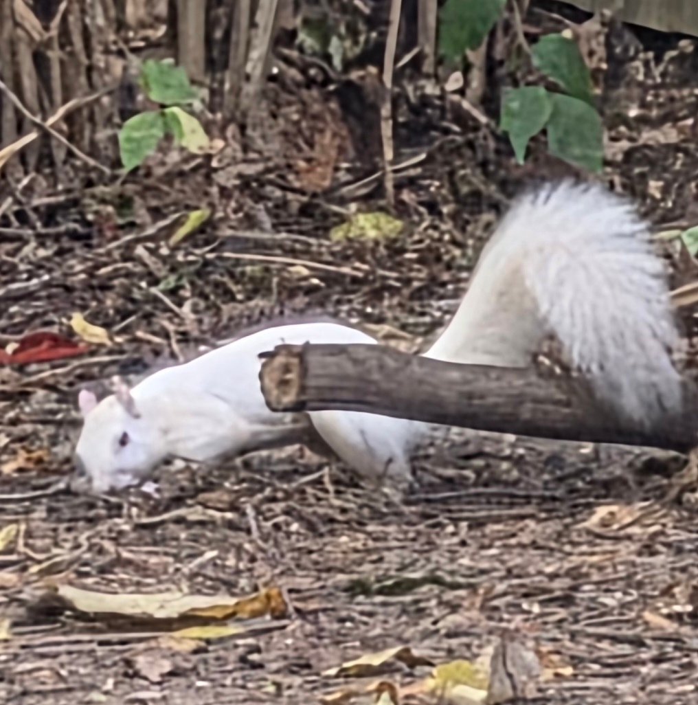 A leucistic white squirrel foraging on the ground on Kling Drive in Dayton, Ohio, with a clearly dark eye