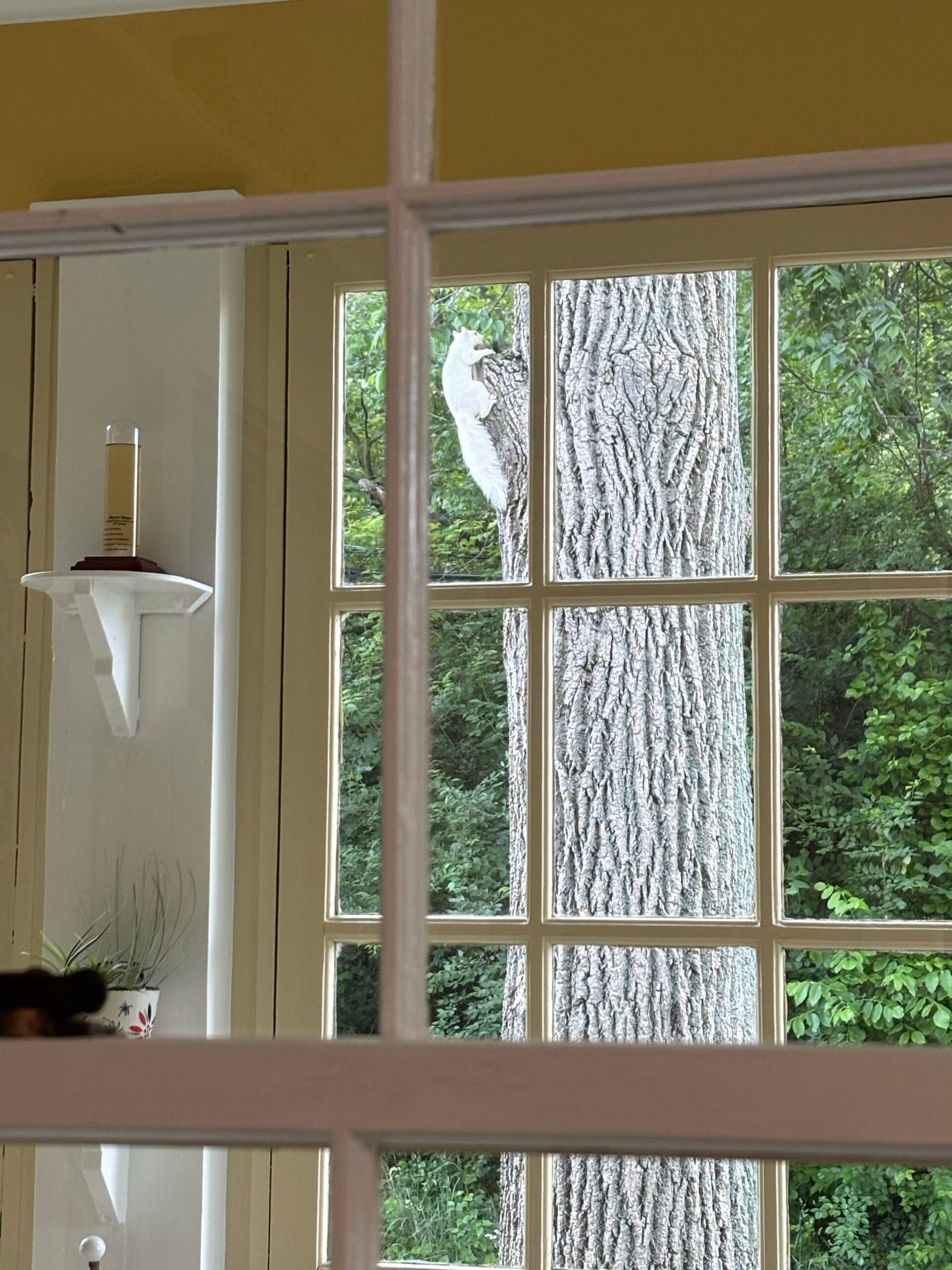 A white squirrel on a mature tree trunk, photographed through a kitchen window in the Hills & Dales neighborhood of Kettering, Ohio