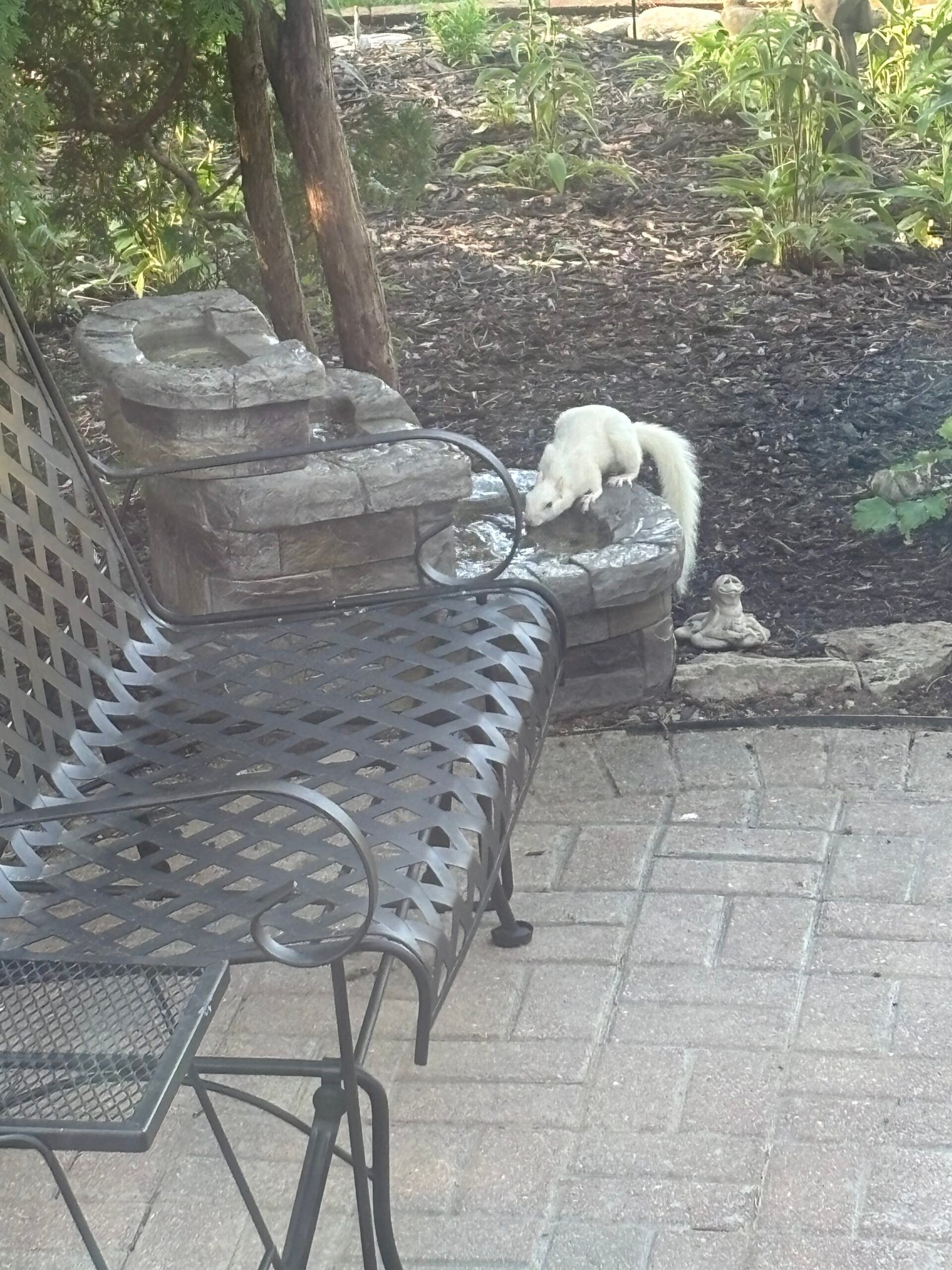 A white squirrel drinking from a stone garden fountain on a patio in the Hills and Dales neighborhood of Kettering, Ohio