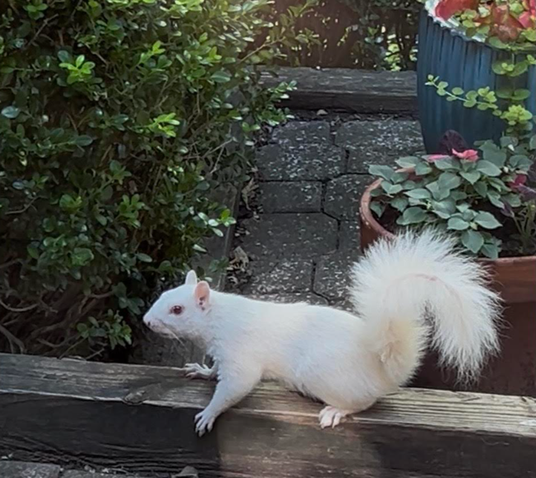 A true albino eastern gray squirrel in a Miami Valley garden, with a pink-red eye, pink ears, pink nose and pink feet