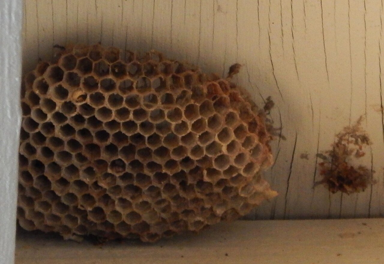 Abandoned paper wasp nest under an eave