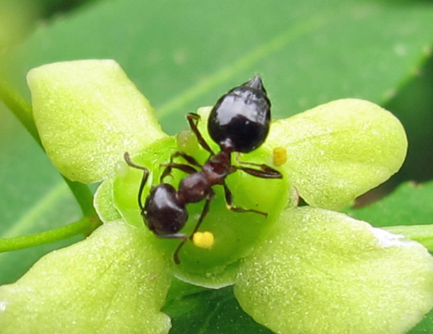 An acrobat ant worker — the heart-shaped gaster, seen from above, is the one-glance identification
