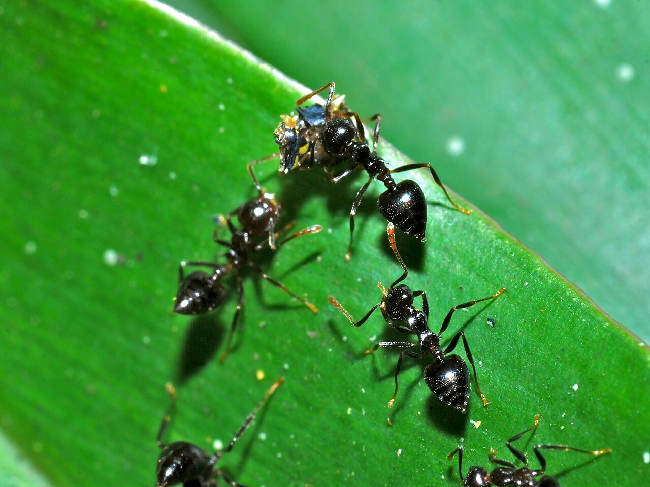 Acrobat ants - the heart-shaped abdomen held aloft when alarmed, the roster’s easiest party trick ID