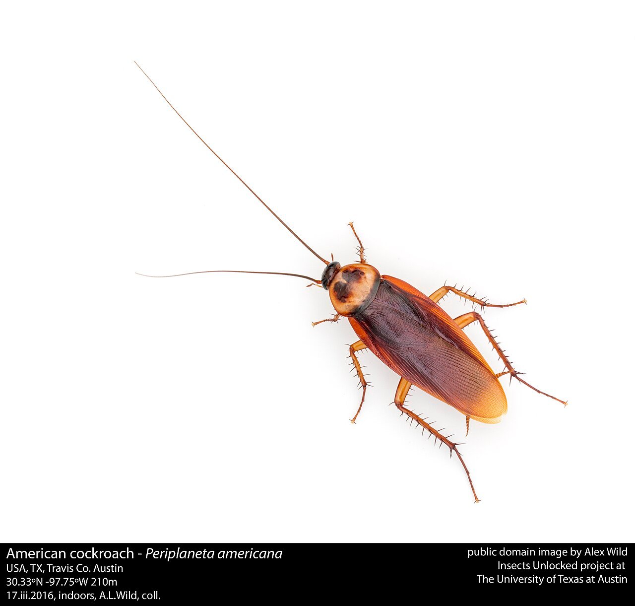 American cockroach adult showing reddish-mahogany coloring