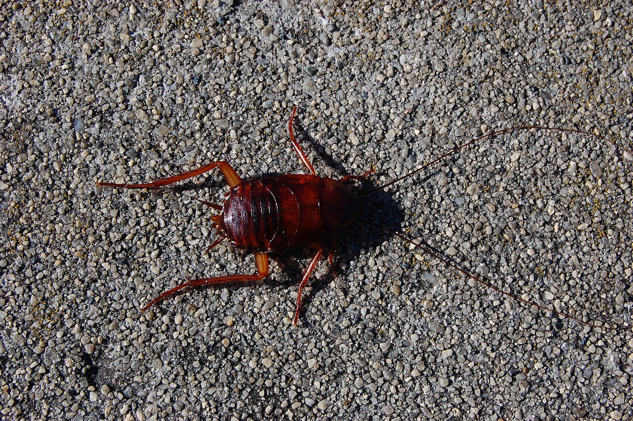 Full wings and a glider’s takeoff — the American roach is the one Ohio species that genuinely flies at you