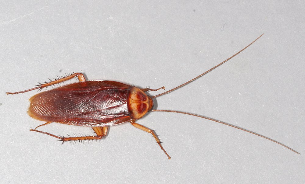 Adult American cockroach showing full-length wings