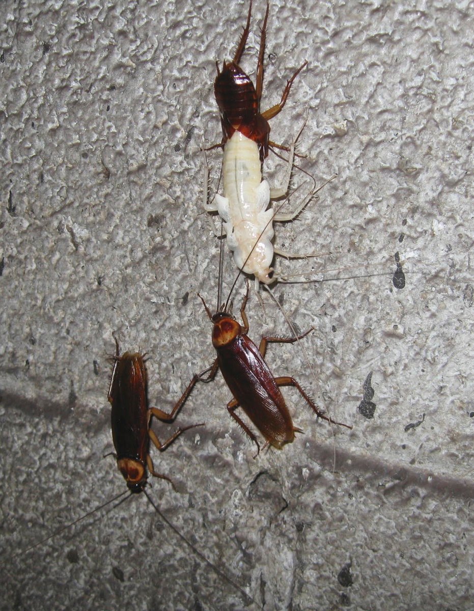 Several American cockroaches gathered together
