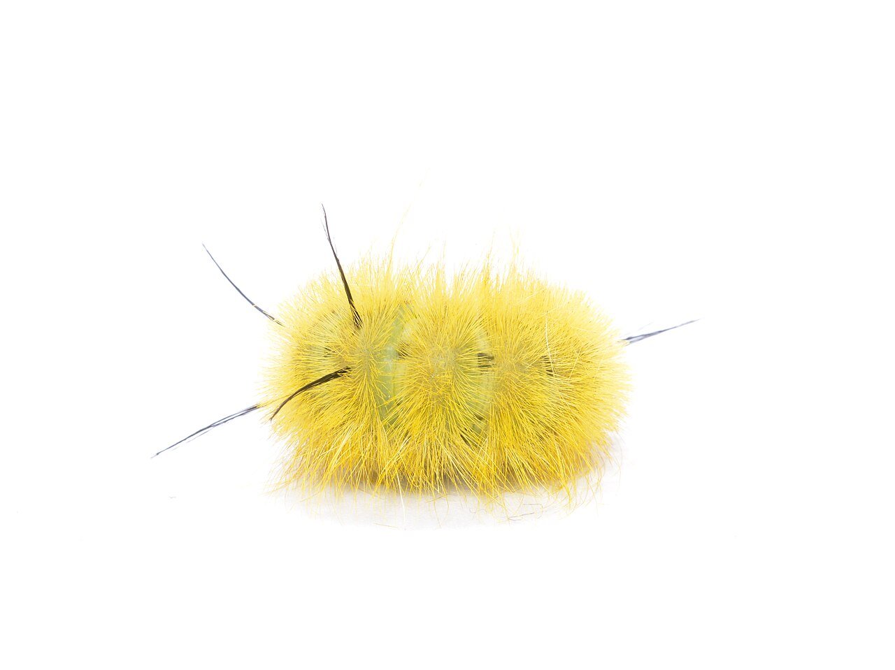 Fuzzy yellow American dagger moth caterpillar