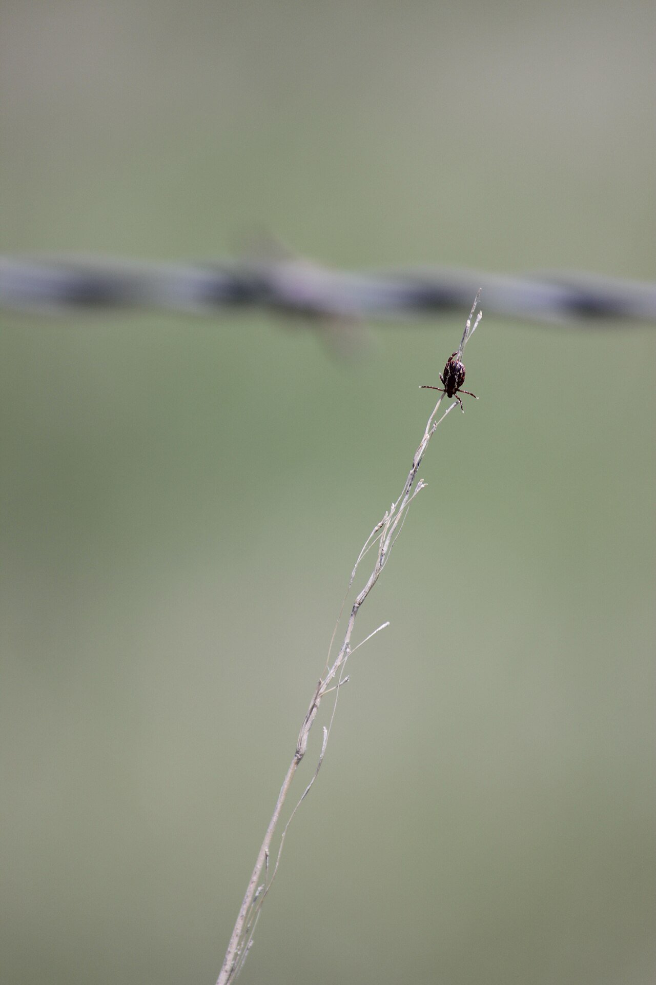 Tick questing on vegetation with forelegs extended