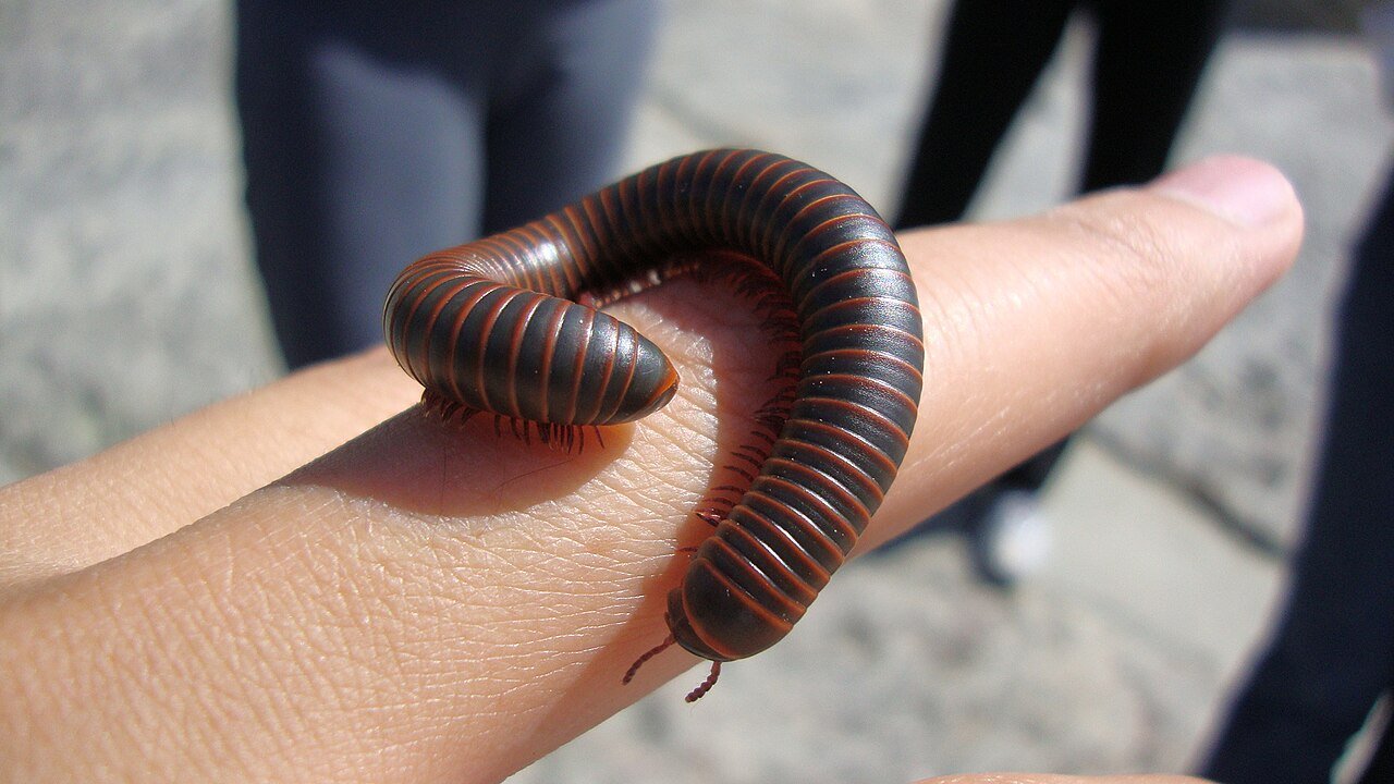 American giant millipede on a fingertip