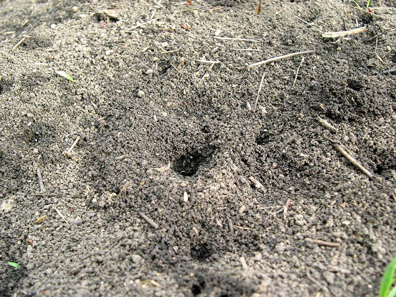 Field ant mound in a lawn