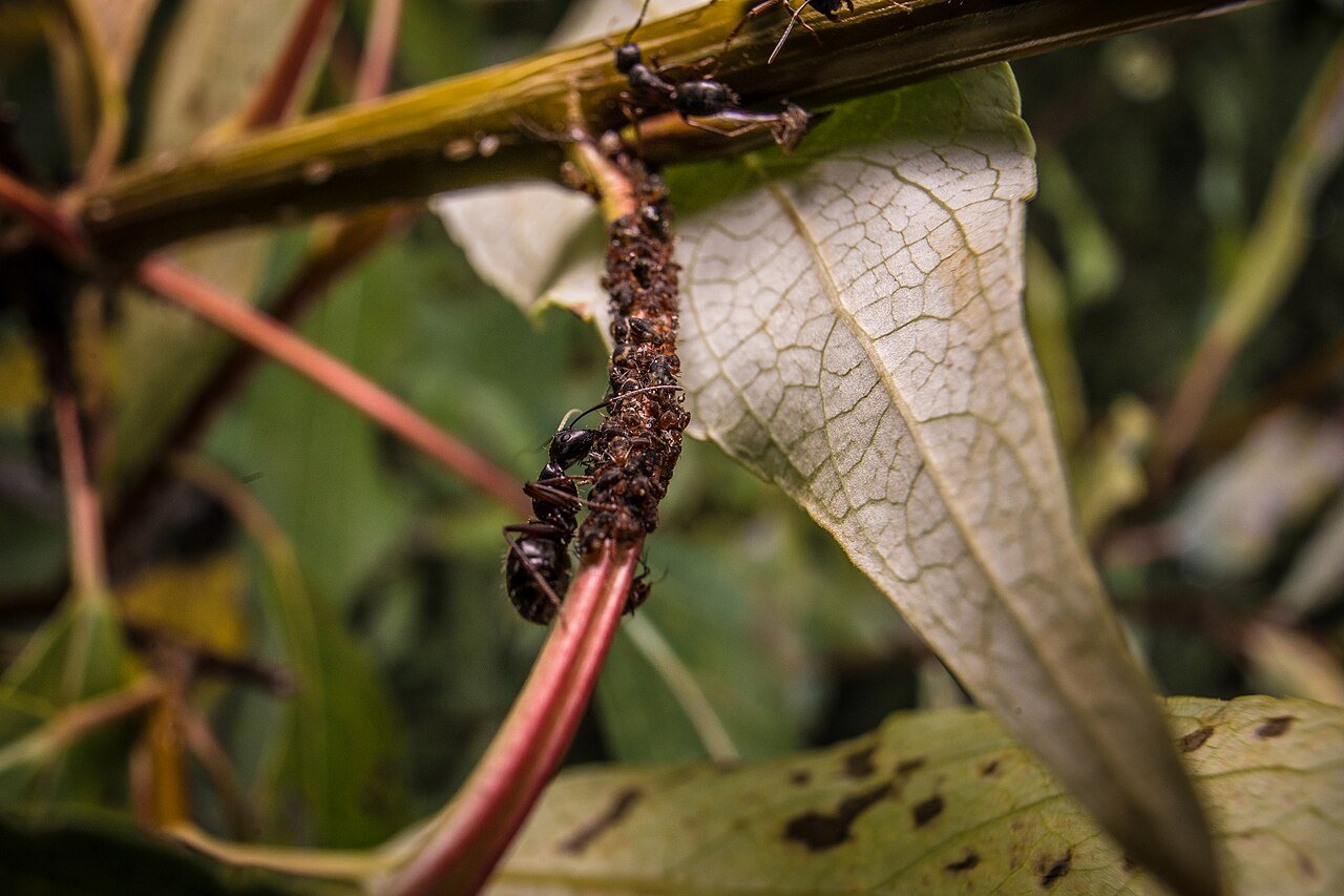 Ants farming aphids for honeydew