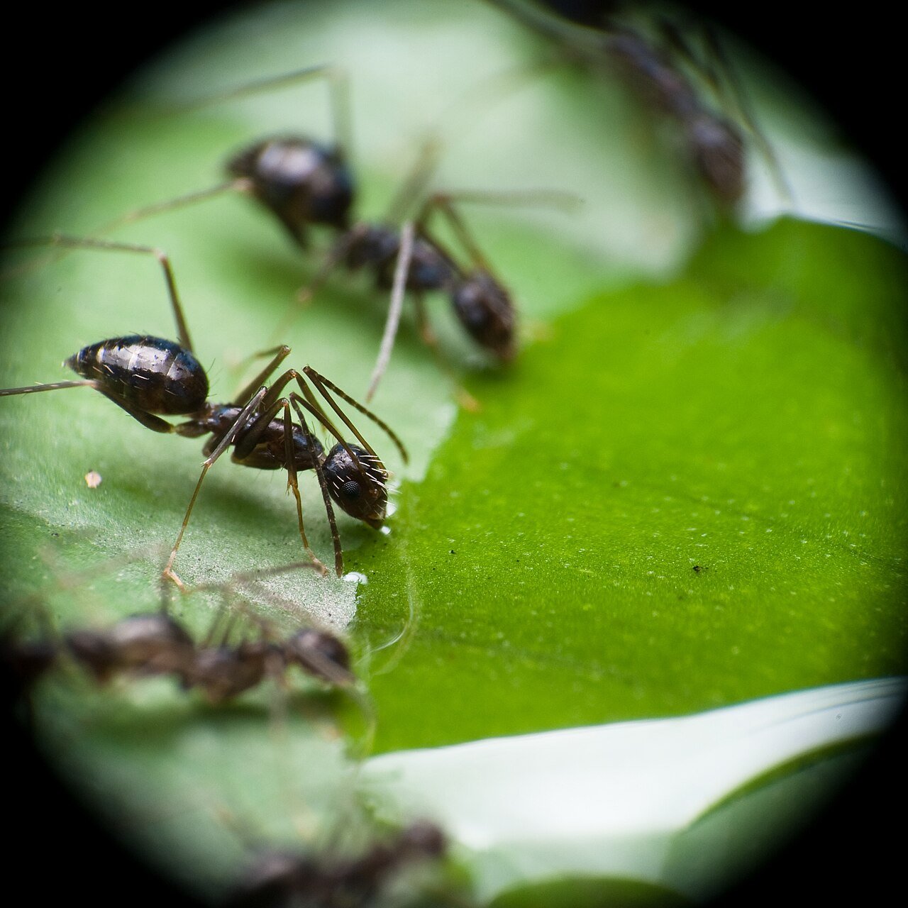 Ants clustered around a drop of honey