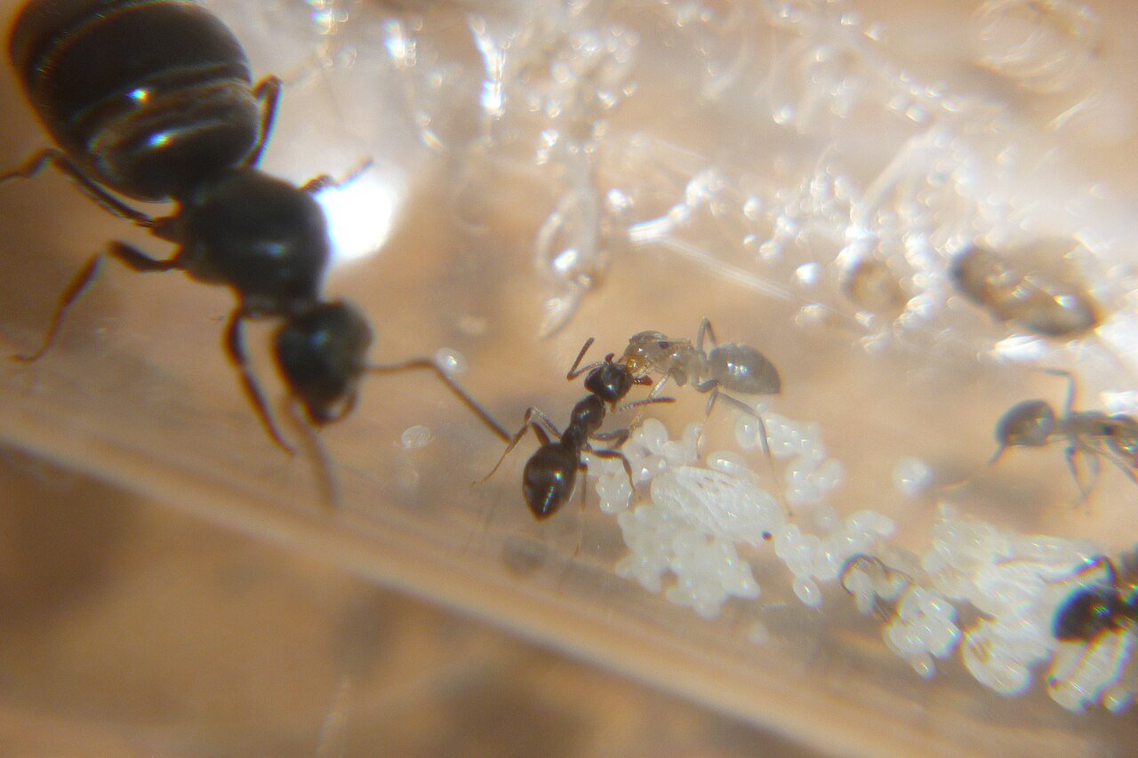 Ants performing trophallaxis food sharing