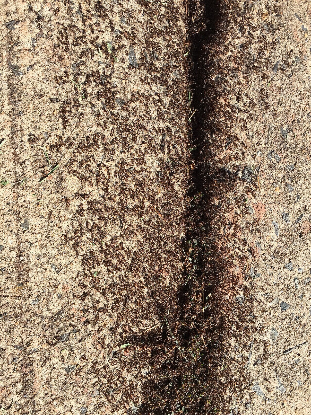 Dense stream of ants swarming along a sidewalk crack