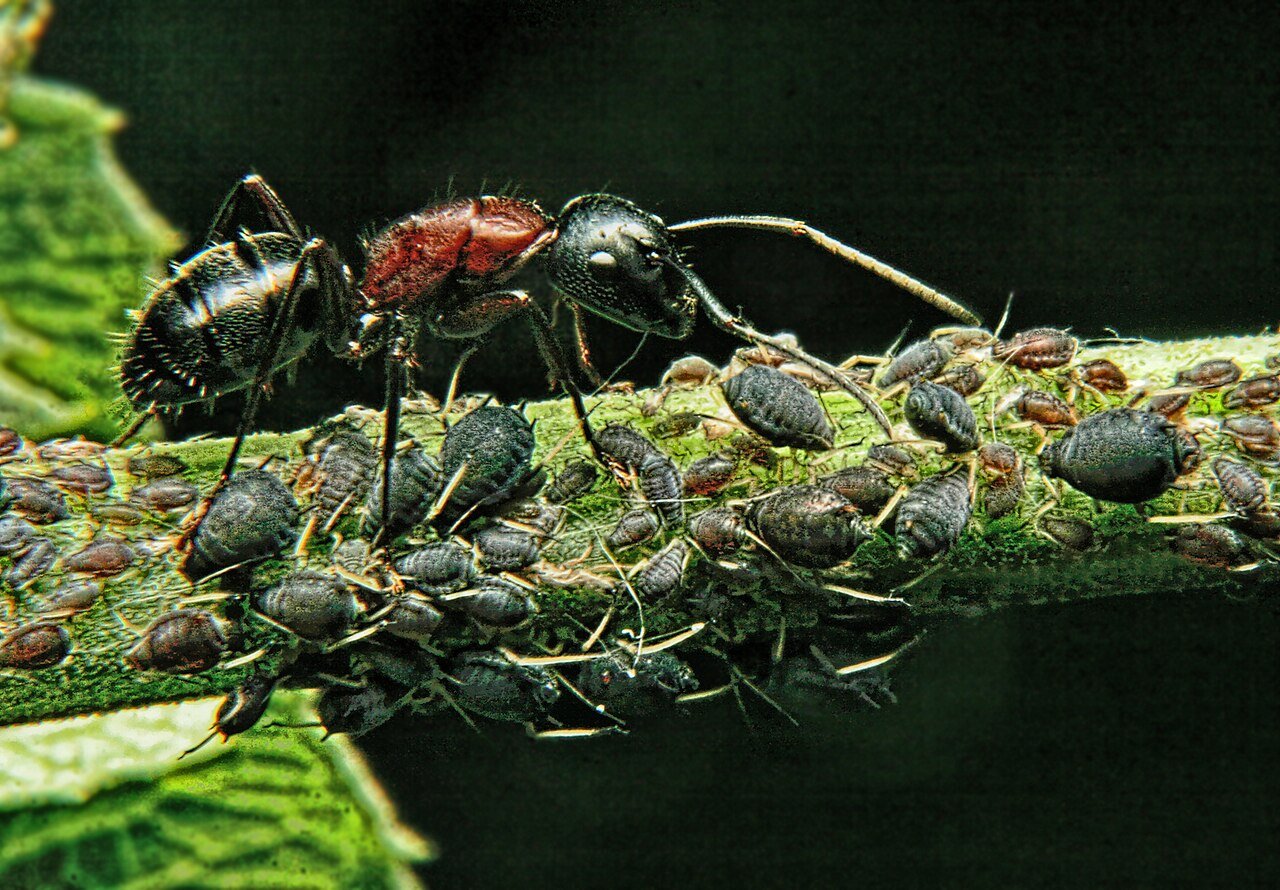 Ants tending aphids for honeydew