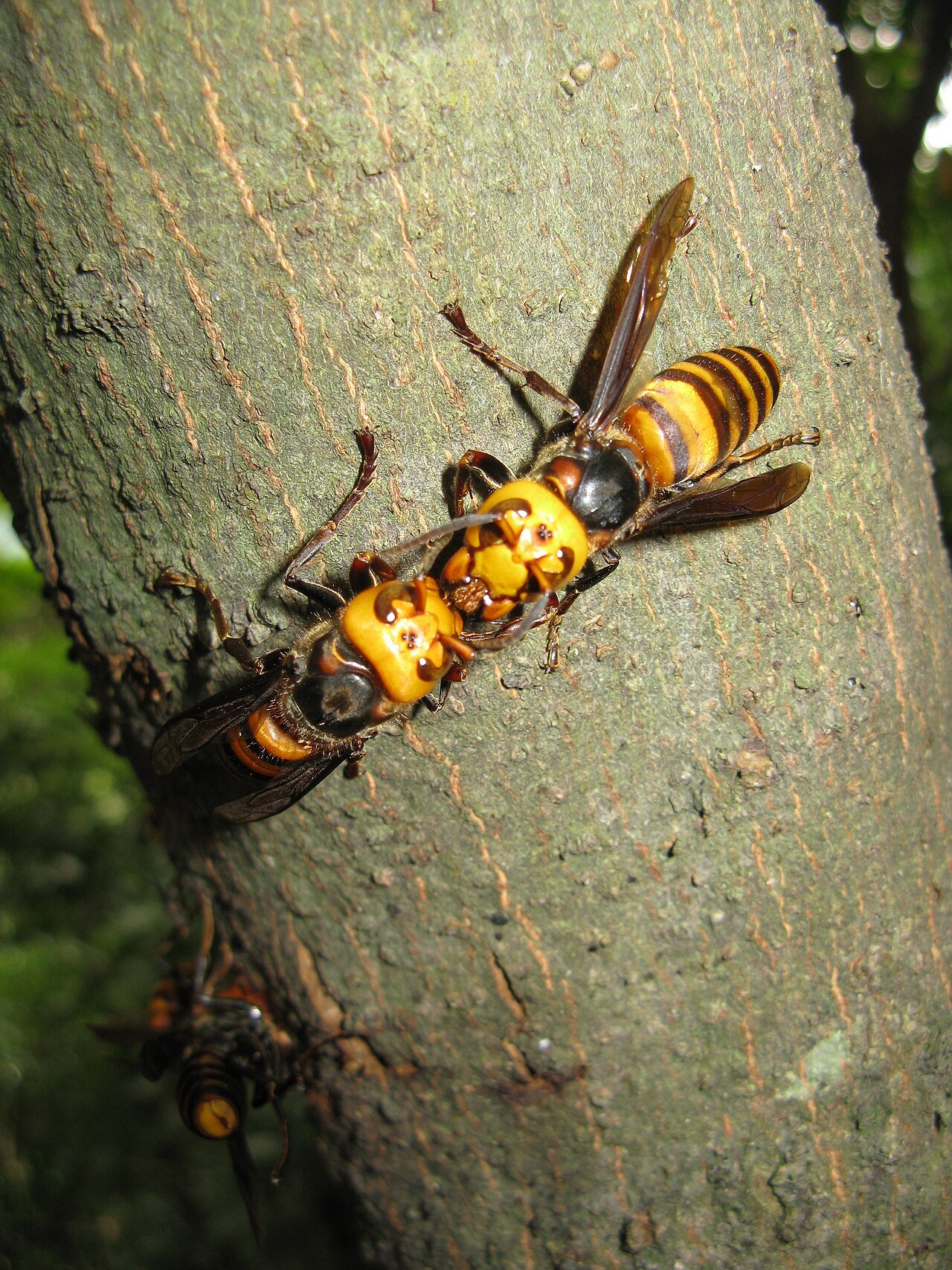 The northern giant hornet — two inches of orange-headed predator, photographed on the continent where it actually lives