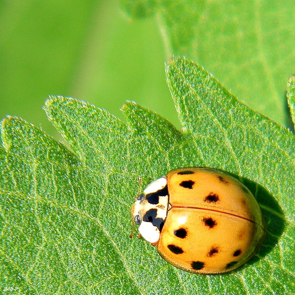 A multicolored Asian lady beetle showing the black M marking on the white pronotum behind its head