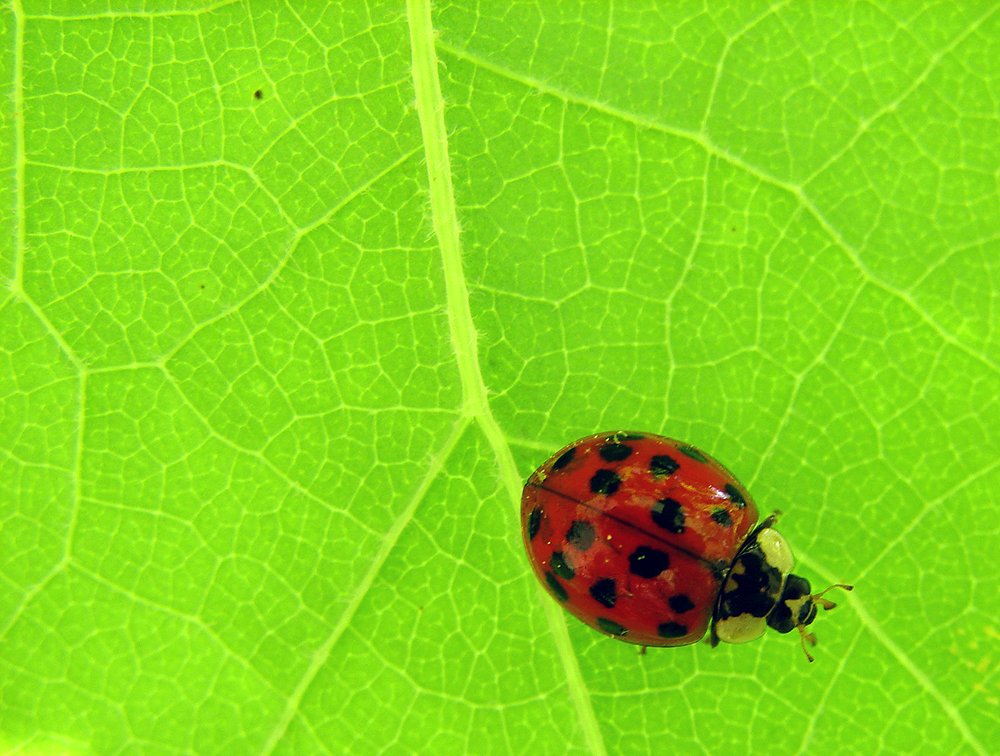Color variation among multicolored Asian lady beetles, from yellow to orange to red with varying spots