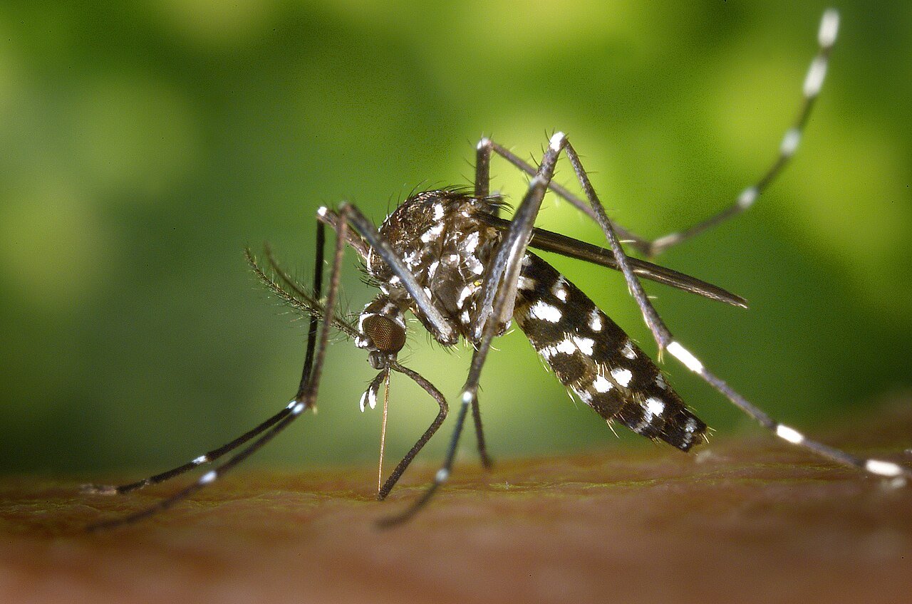 Asian tiger mosquito with white dorsal stripe and banded legs