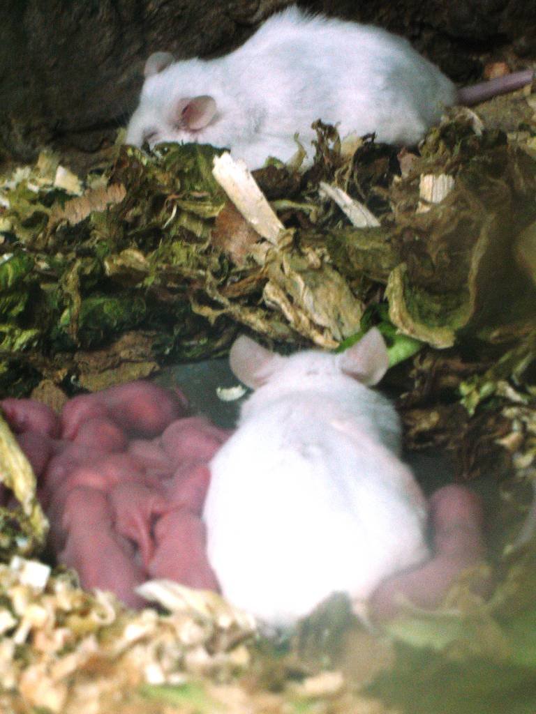 Newborn pinky mice in a nest