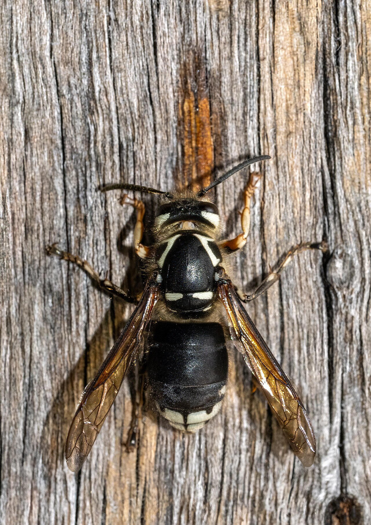 The bald-faced hornet — black and ivory, technically a yellowjacket, and builder of the gray football nest