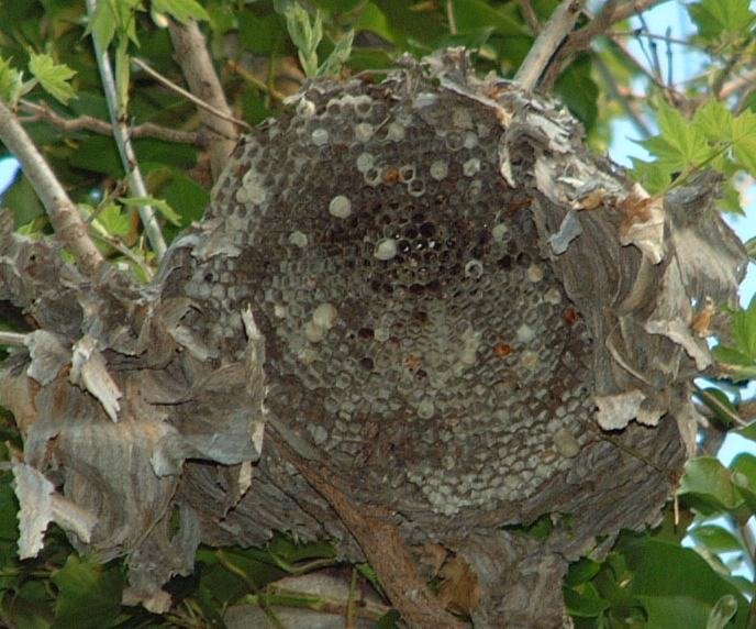 Gray paper bald-faced hornet nest globe