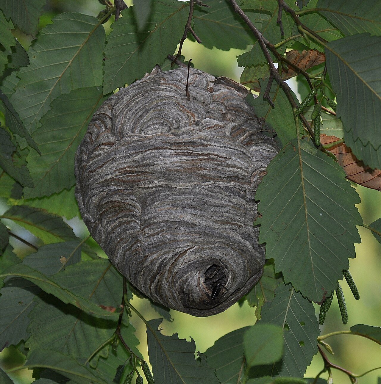 A bald-faced hornet nest — a job for professional removal