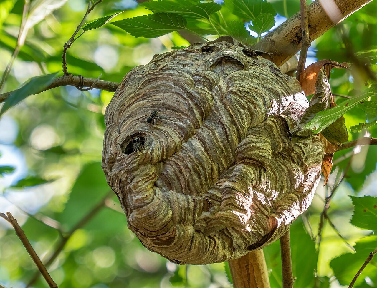 Bald-faced hornet nest hanging from a tree branch