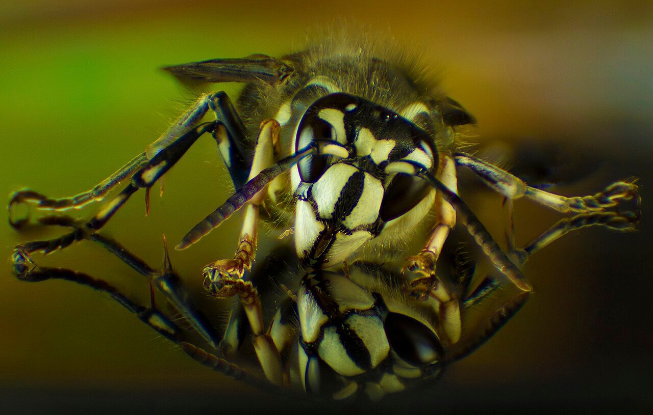 Bald-faced hornet showing ivory-white face markings