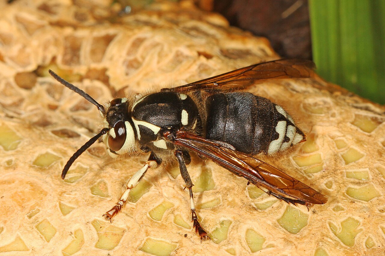 Bald-faced hornet showing ivory-white face markings on black body