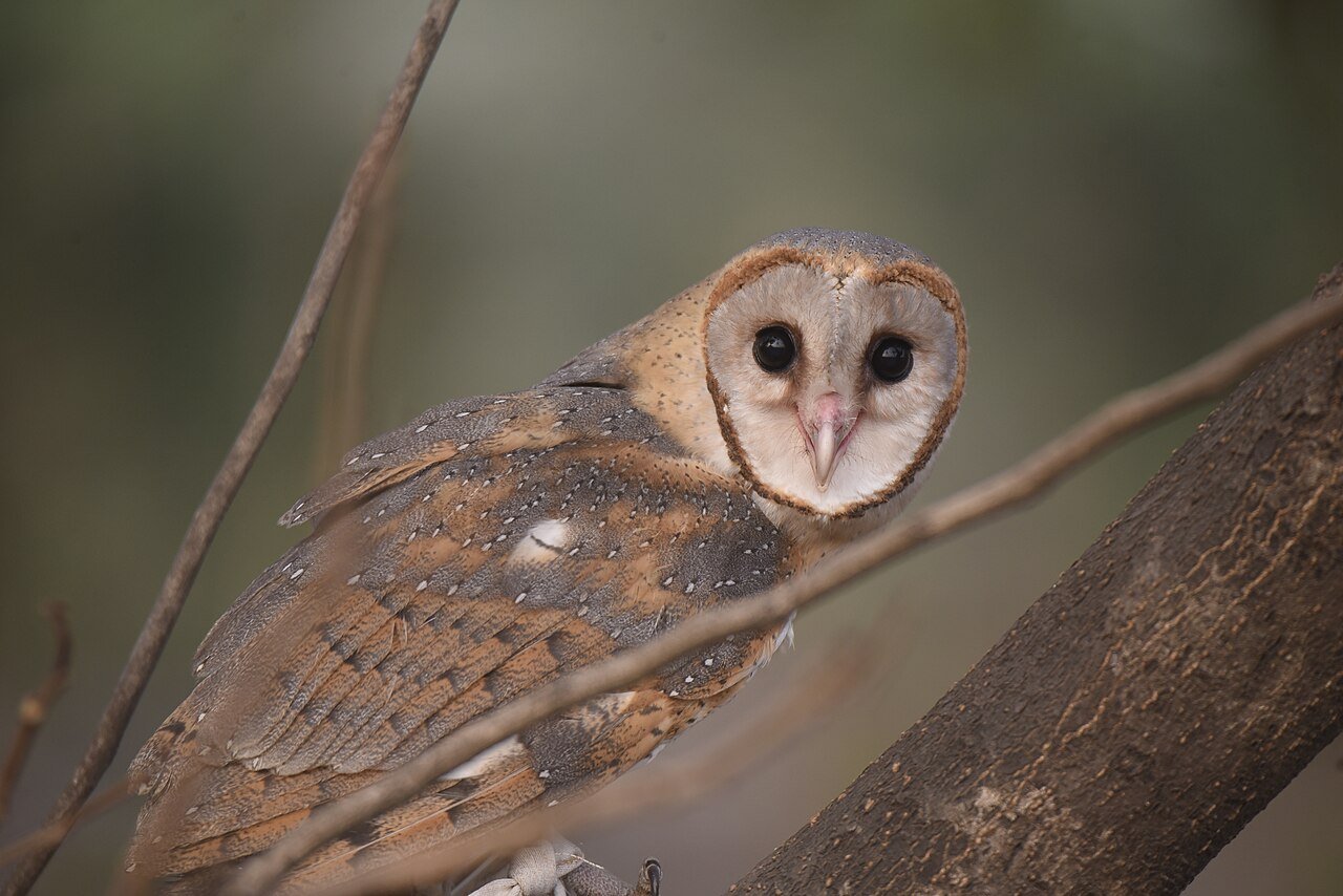 Barn owl