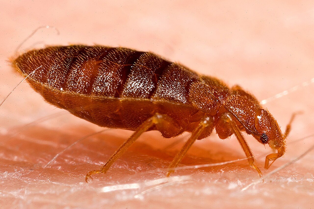 Adult bed bug close up