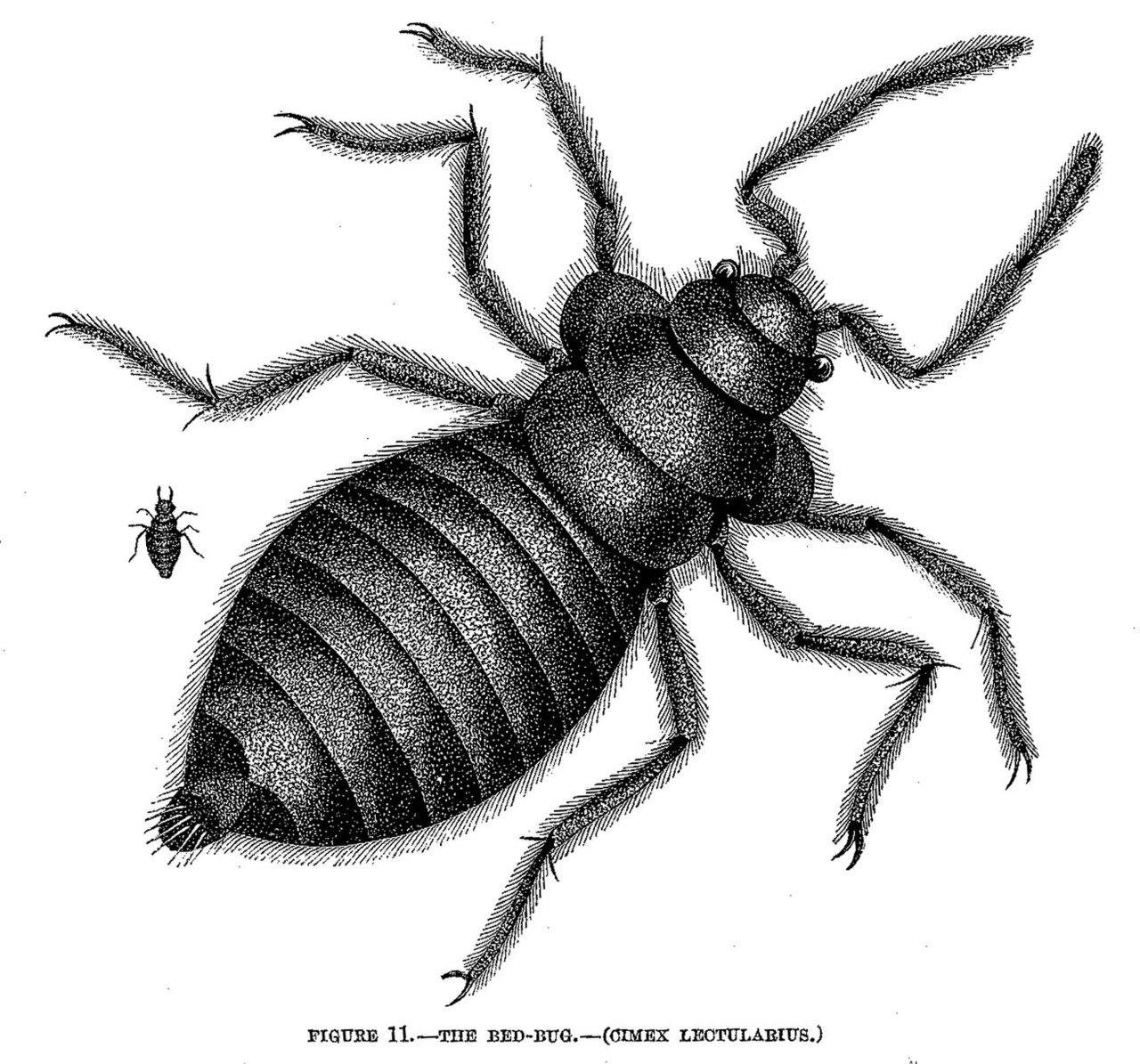 The bed bug’s flat body and fabric-walking claws — engineered for mattress seams, helpless in hair