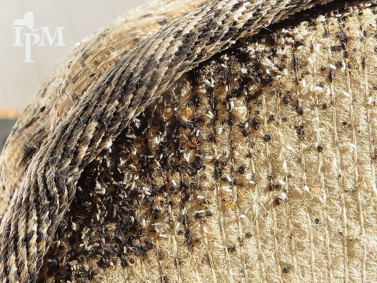 Bed bug harborage in mattress seams where surface sprays never reach