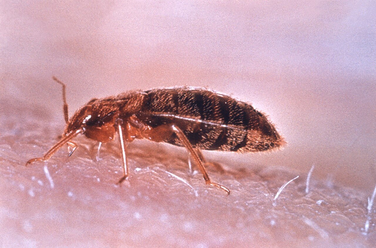 A bed bug, target of countless home remedies