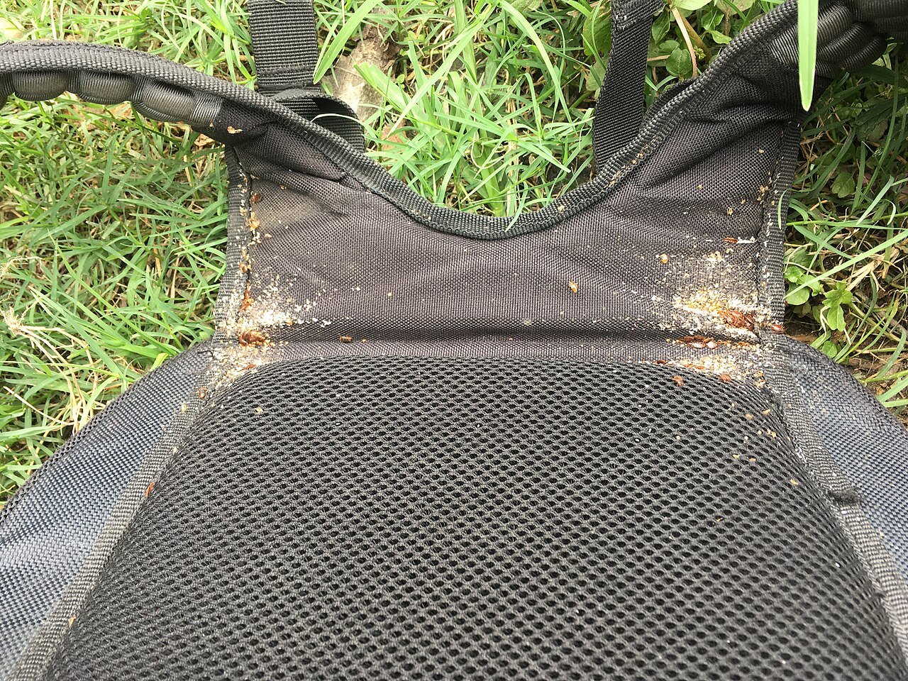 Bed bug evidence on mattress fabric