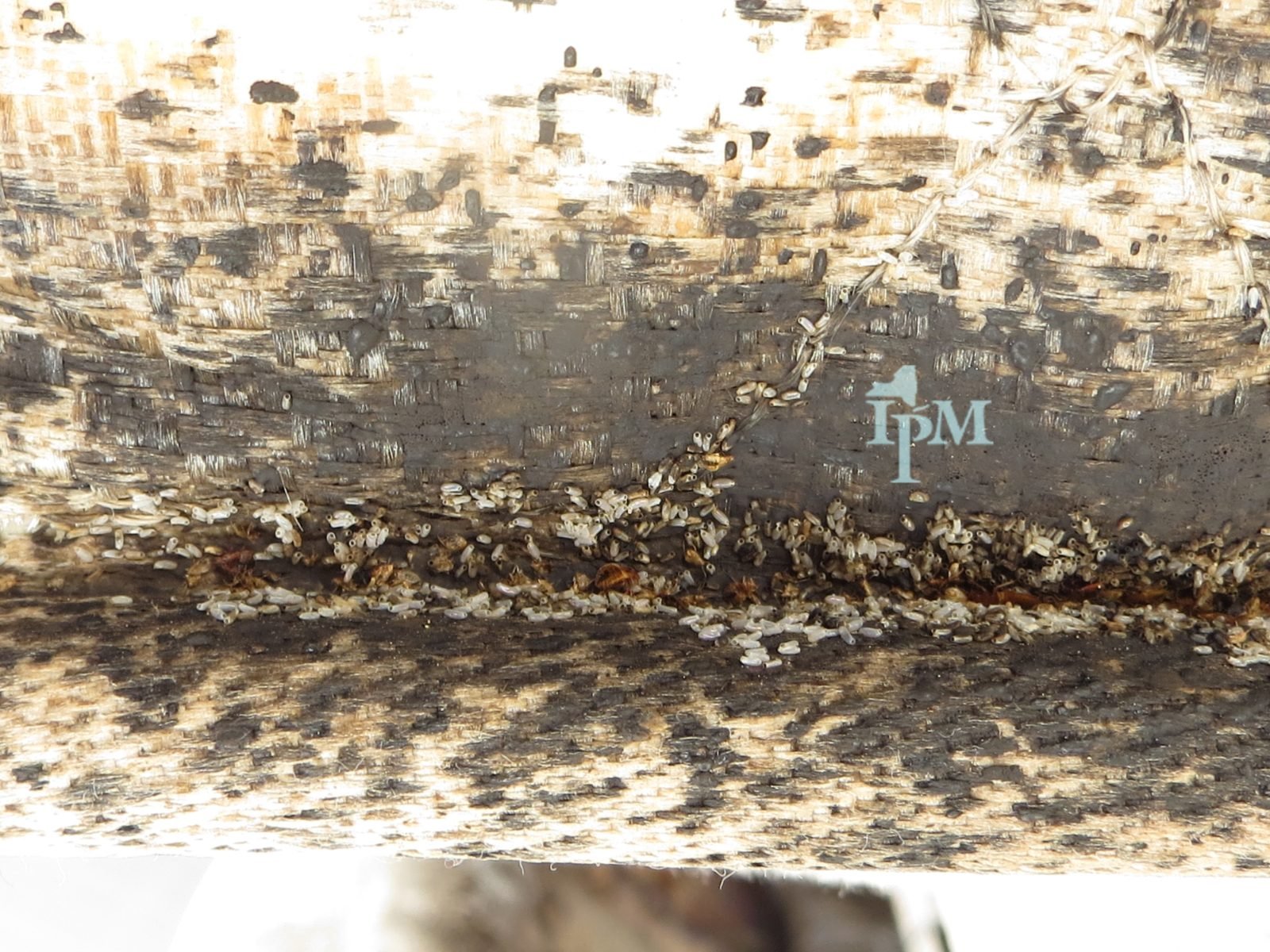 Bed bug evidence and shed skins along a mattress seam, the first place to check before treatment