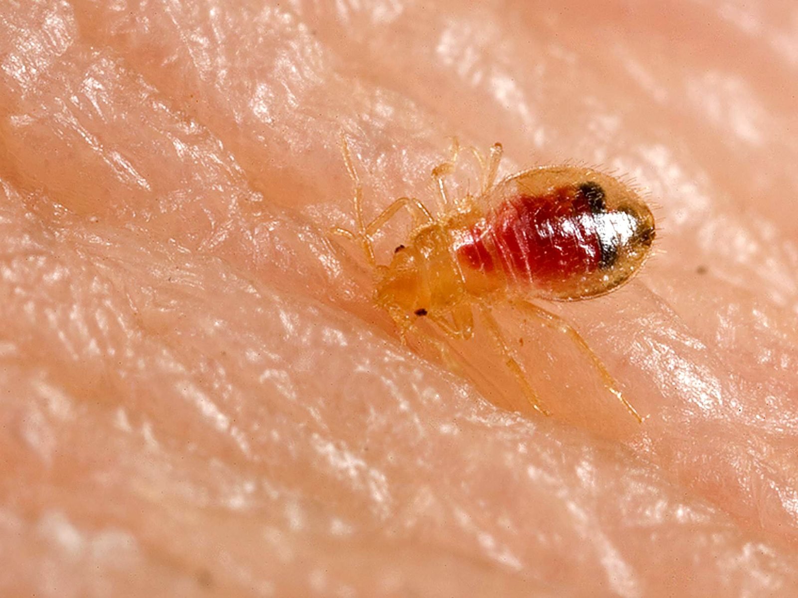 A bed bug nymph, the translucent immature stage most often missed during an inspection