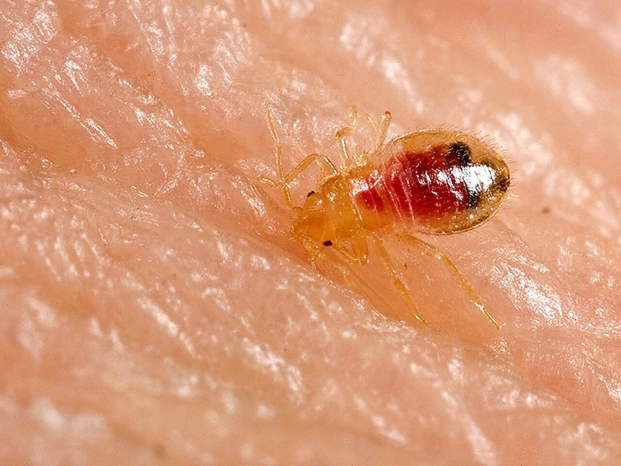 Bed bug nymph