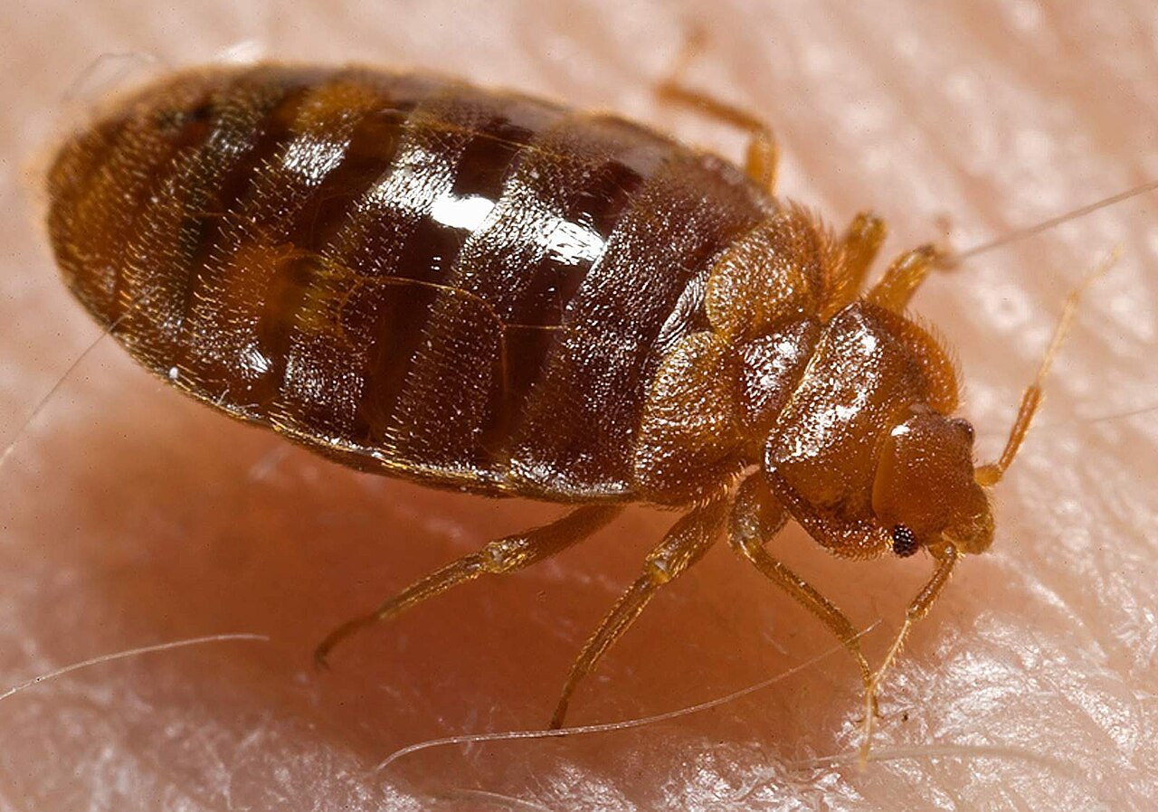 Bed bug adult