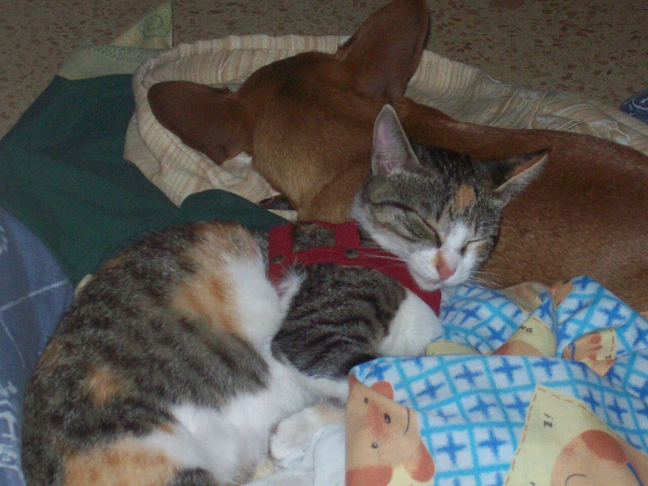A cat sleeping on a bed — pets share the sleeping spaces bed bugs target