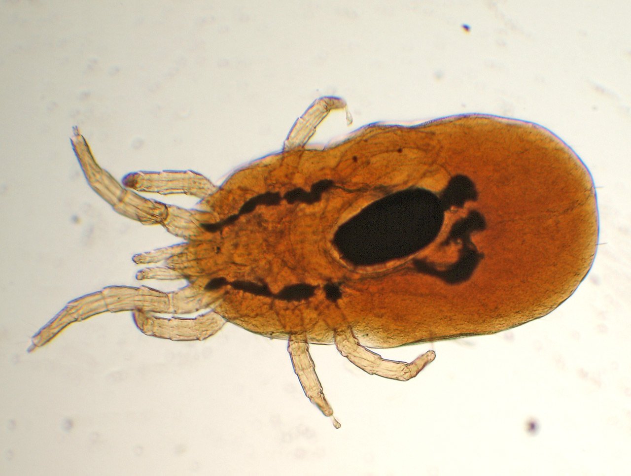 A bird mite, the most common truly biting mite found in homes