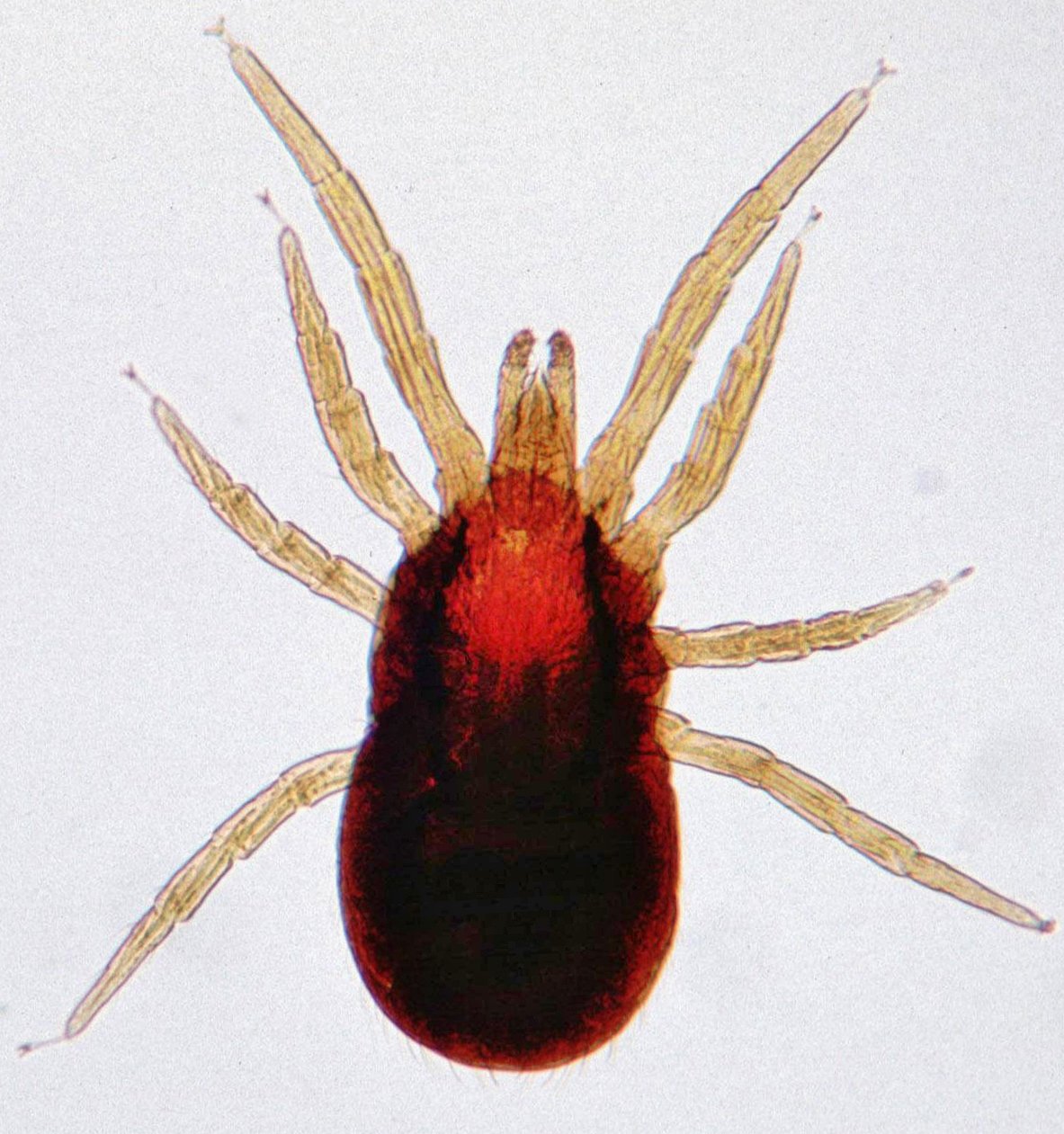 A bird mite, the most common truly biting mite found in homes