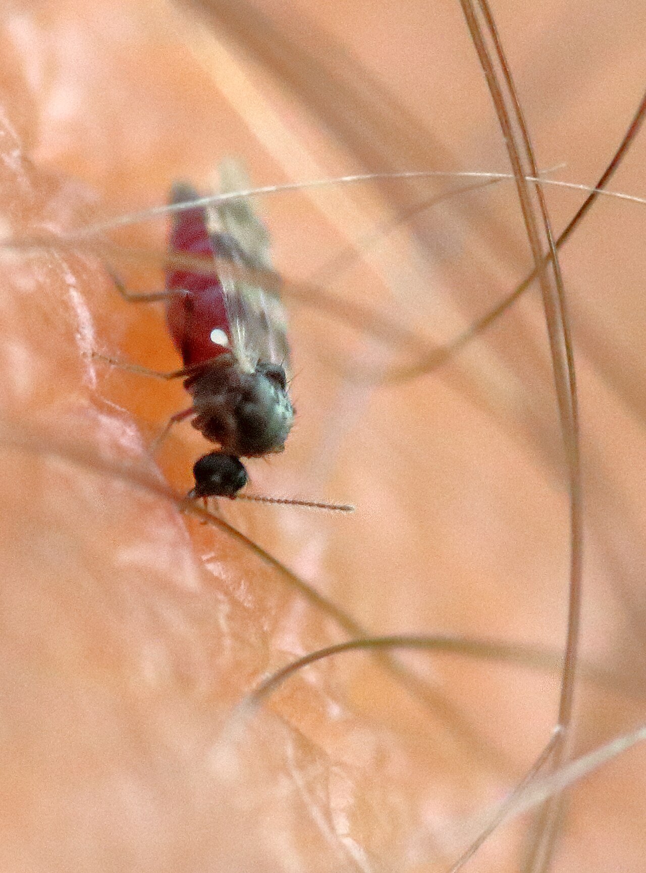 Biting midge feeding on skin