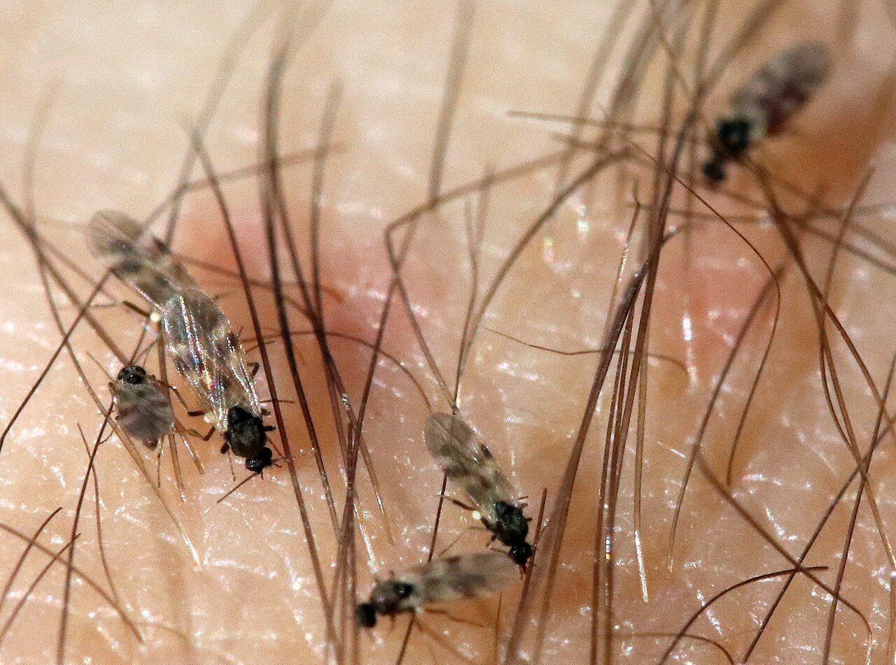 Biting midges called no-see-ums feeding on human skin