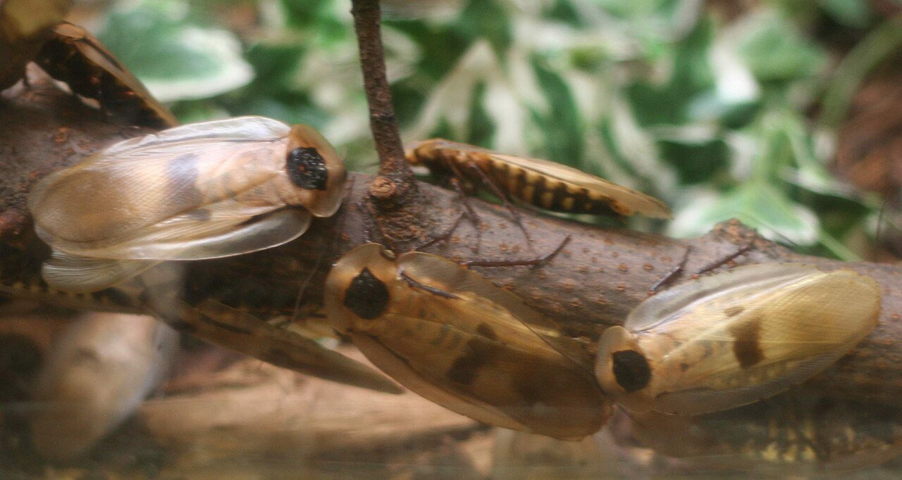 Giant cave cockroach Blaberus giganteus