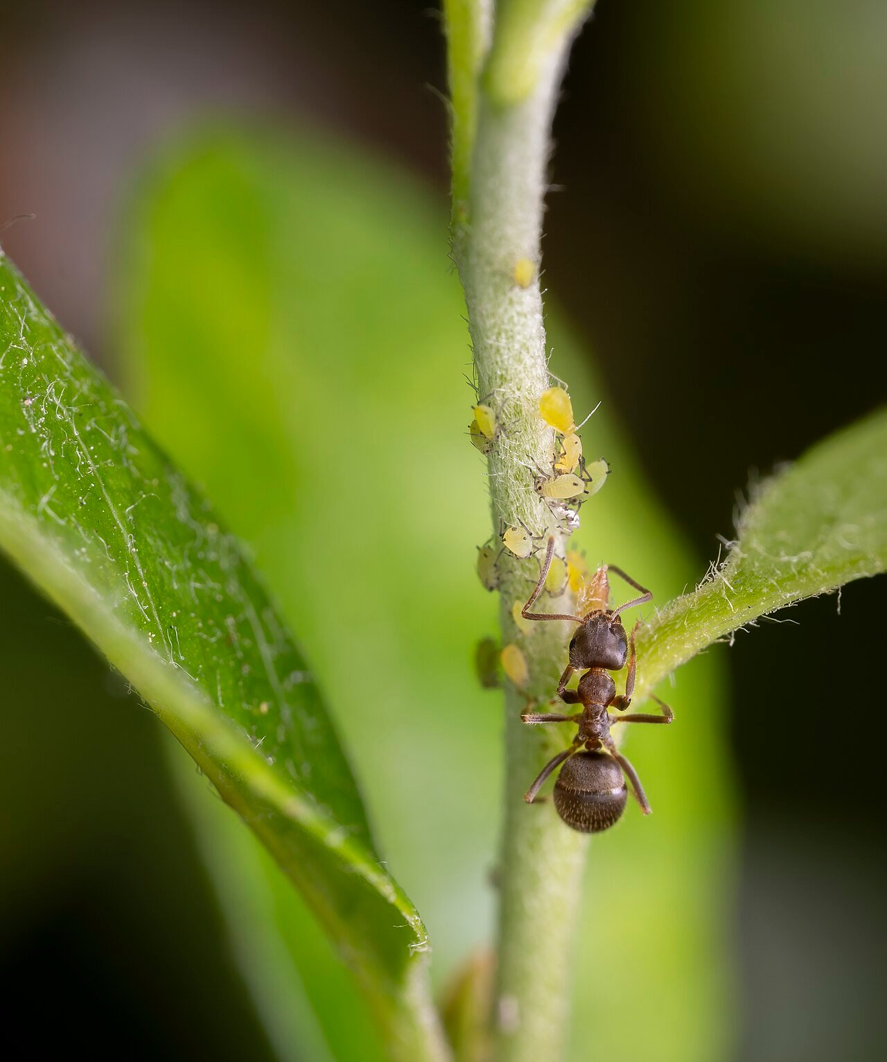 Black ants tending their aphid herd - the honeydew economy that funds every kitchen expedition