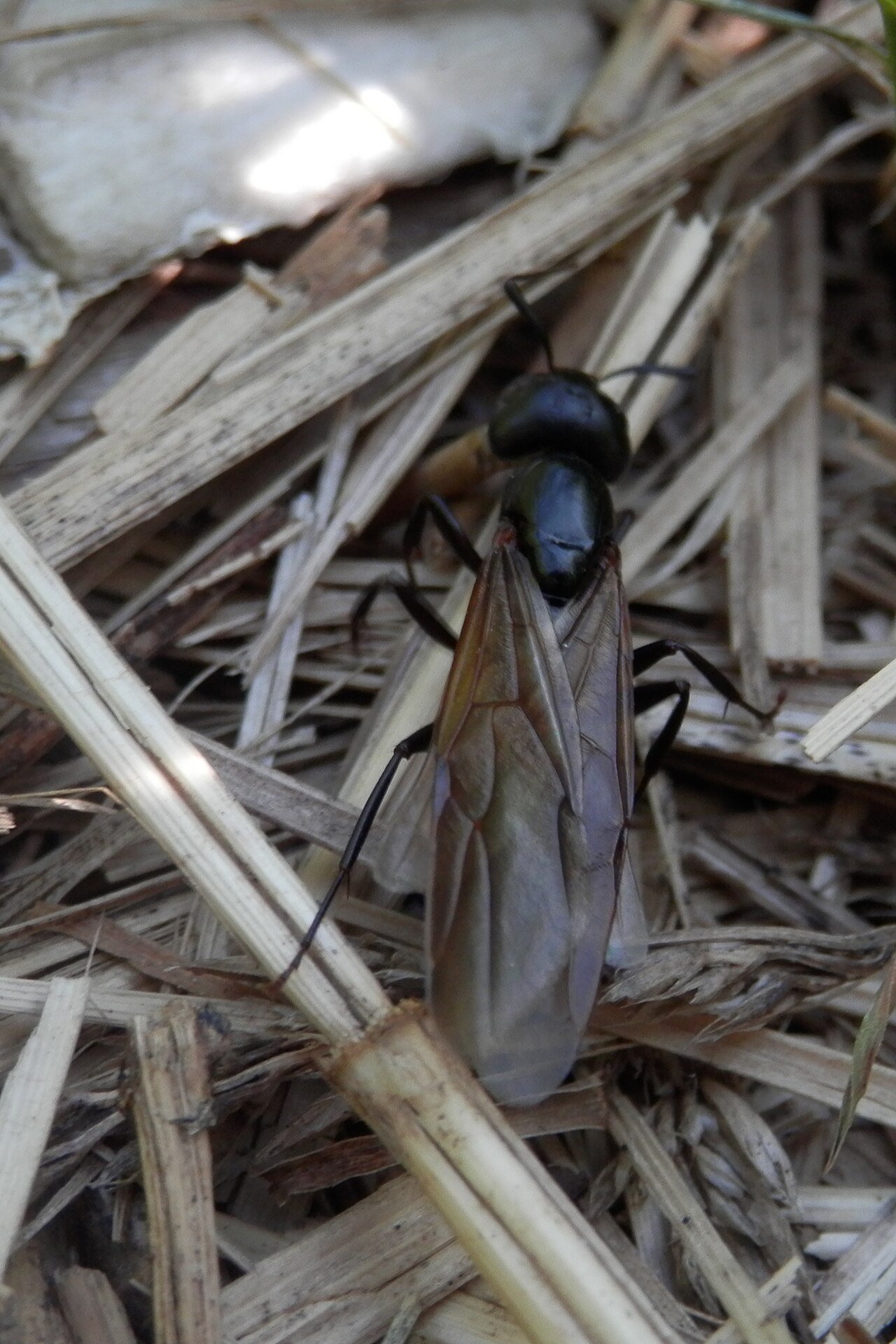 Eastern black carpenter ant on wood